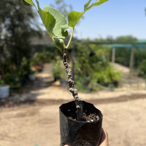 Figuier (Ficus carica)