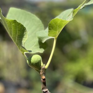 Figuier (Ficus carica)