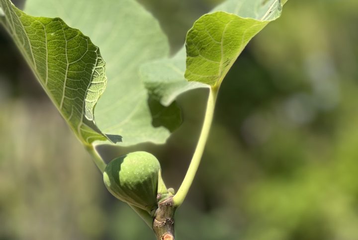 Figuier (Ficus carica)