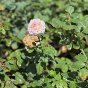 Rosier greffé