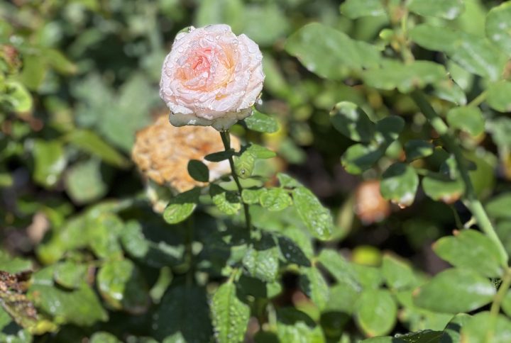 Rosier greffé