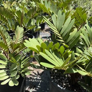 Cycas zamia