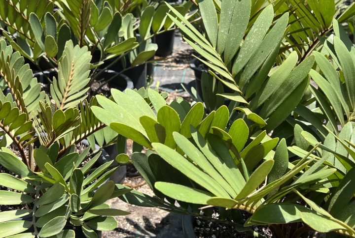 Cycas zamia