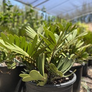 Cycas zamia