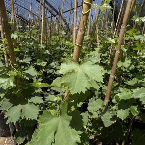 Vigne Muscat d’Italie
