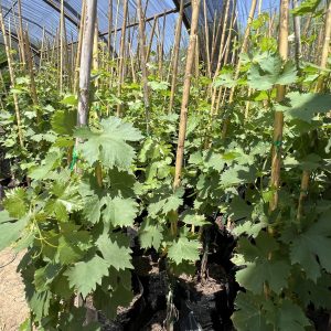 Vigne Muscat d’Italie