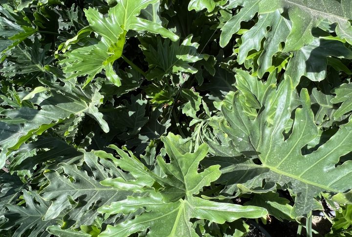 Philodendron Salloum