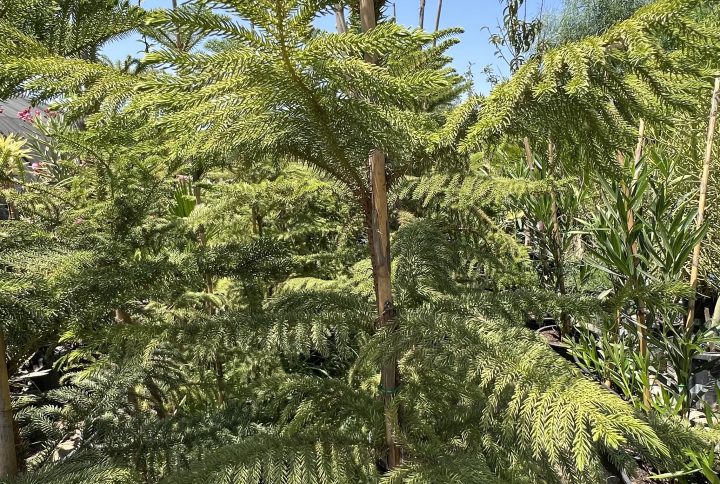 Araucaria