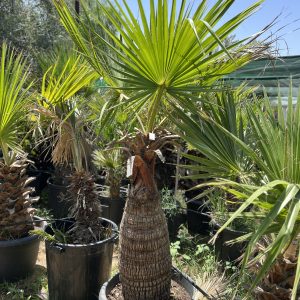 Washingtonia