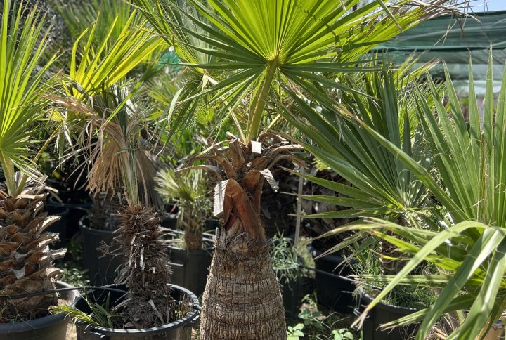 Washingtonia