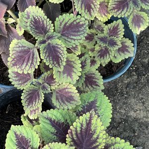 Coleus