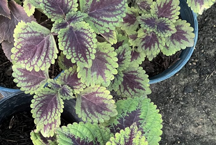 Coleus
