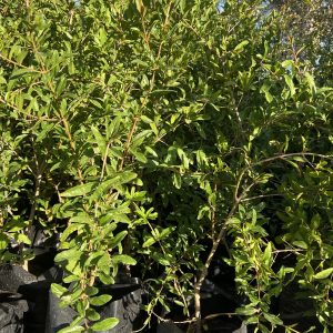 Grenadier (Punica granatum)
