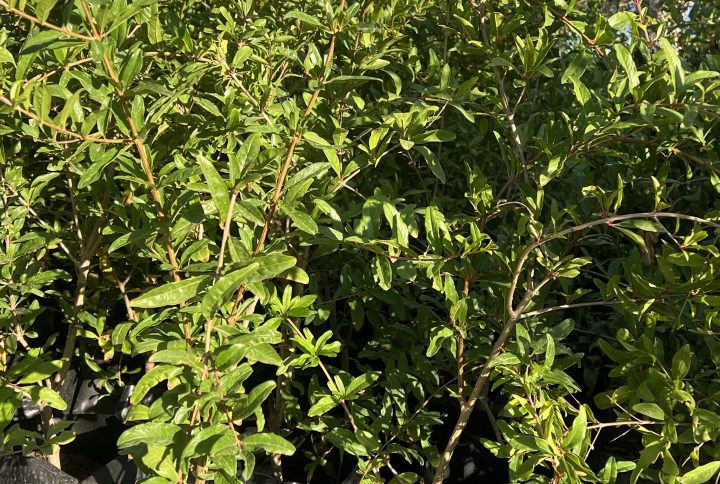 Grenadier (Punica granatum)