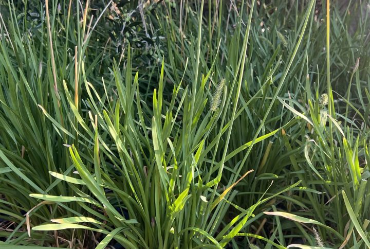 Agapanthe