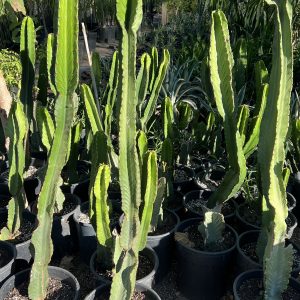 Cactus euphorbe candélabre
