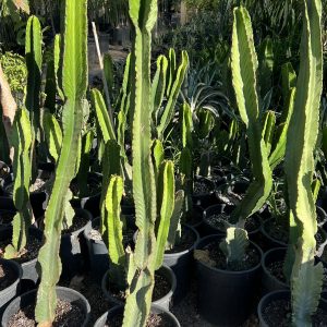 Cactus euphorbe candélabre