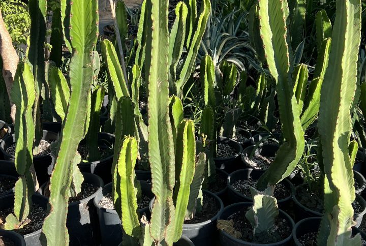 Cactus euphorbe candélabre