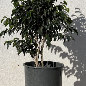 Ficus