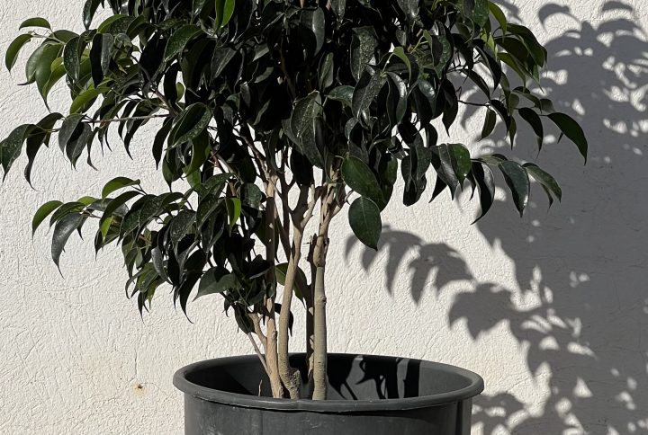 Ficus