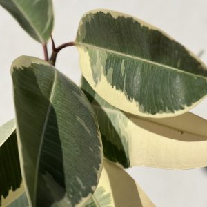 Ficus