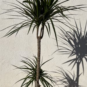 Dracaena marginata
