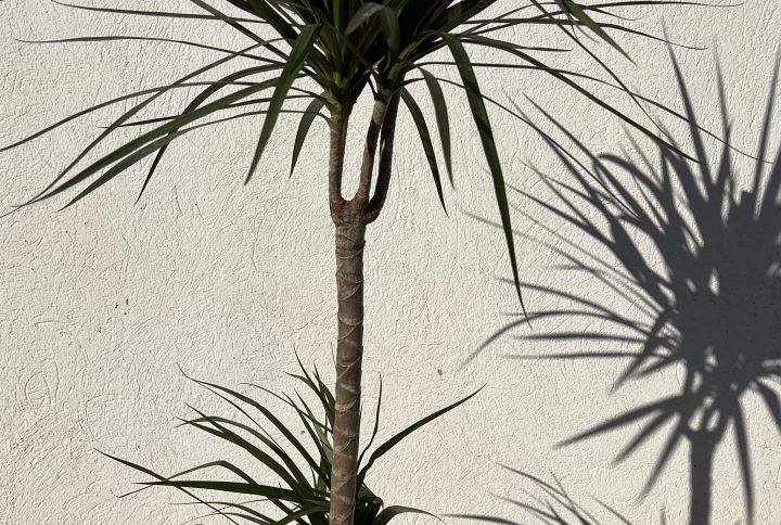 Dracaena marginata