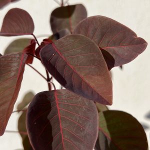 Euphorbia cotinifolia