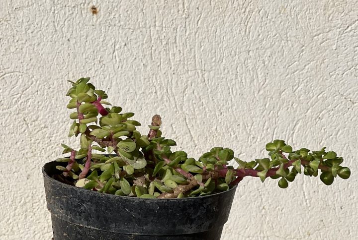 Portulacaria afra
