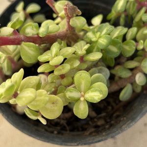Portulacaria afra