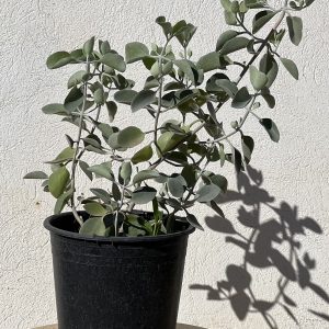 Kalanchoe orgyalis