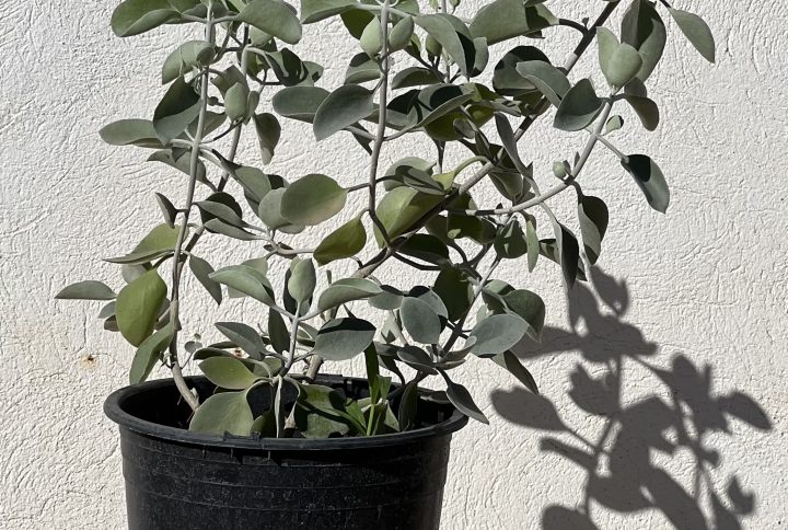 Kalanchoe orgyalis