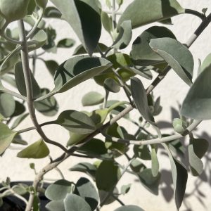 Kalanchoe orgyalis