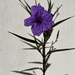 Petunia mexicana