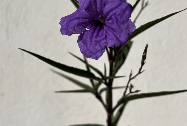 Petunia mexicana