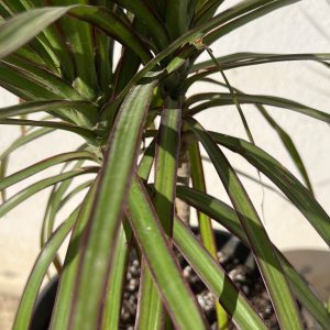 Dracaena marginata