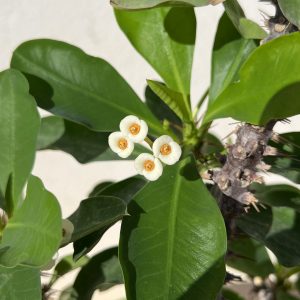 Euphorbia milii blanc