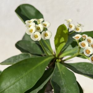 Euphorbia milii blanc