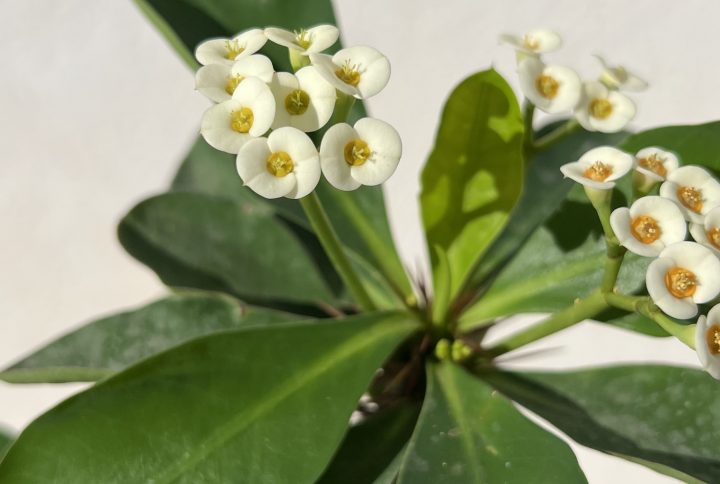 Euphorbia milii blanc