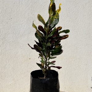 Croton