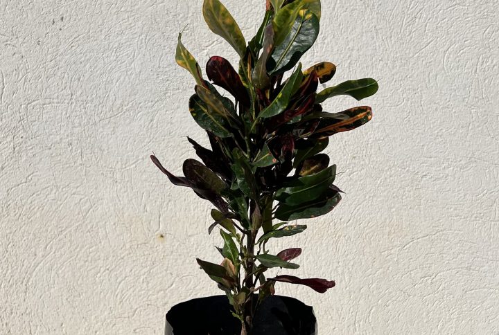 Croton