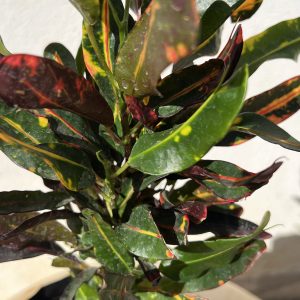 Croton