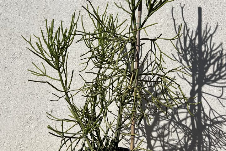 Cactus euphorbia tirucalli