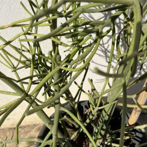 Cactus euphorbia tirucalli
