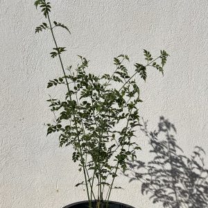 Jasmin (Jasminum)