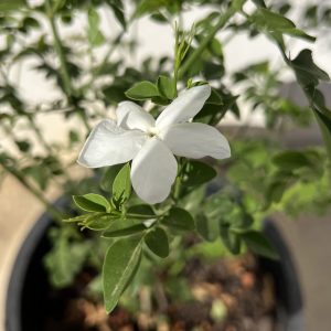 Jasmin (Jasminum)