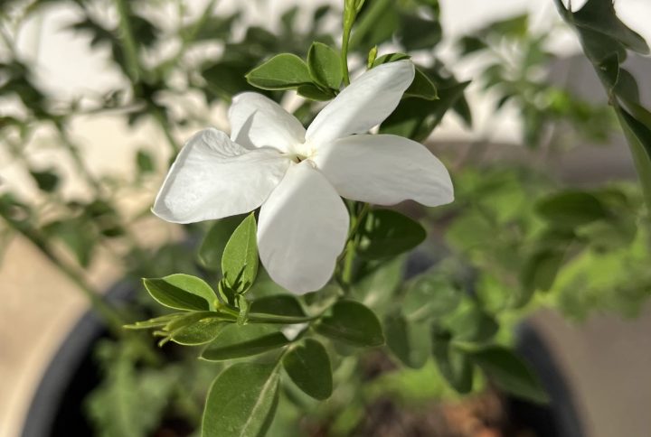 Jasmin (Jasminum)