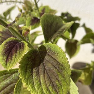 Coleus