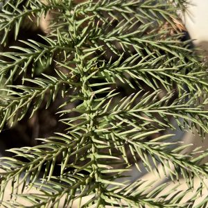 Araucaria