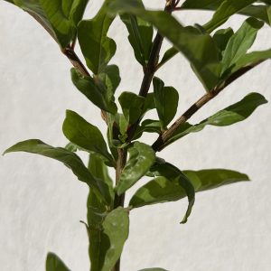 Grenadier (Punica granatum)